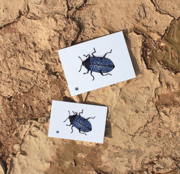 Blue Spotted Beetle picture