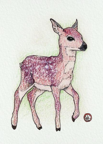 Deer