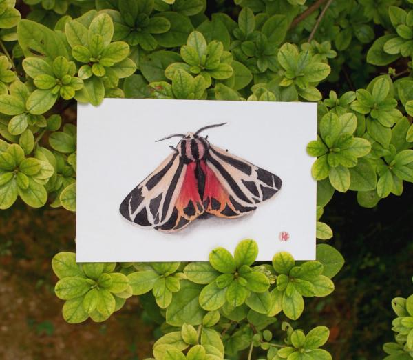 Sunset Moth picture