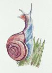 Snail