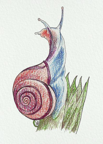 Snail picture