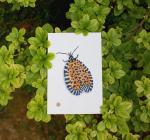 Leopard Moth