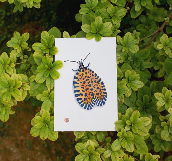 Leopard Moth