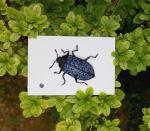 Blue Spotted Beetle
