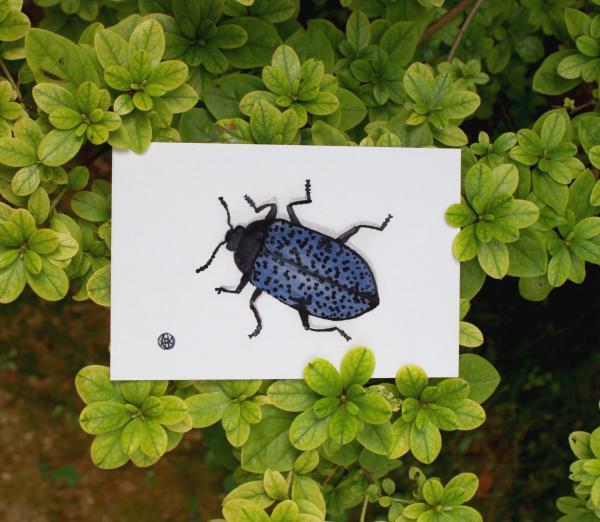 Blue Spotted Beetle