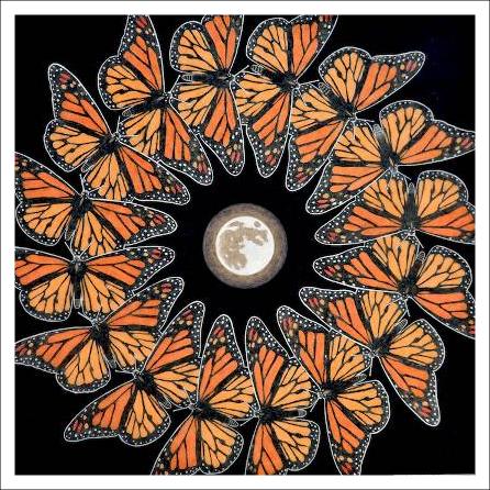 Monarch Butterflies Limited Edition Print
