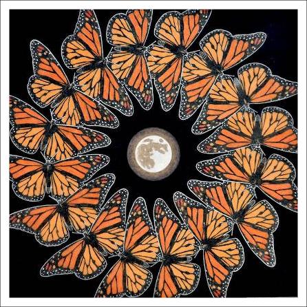 Monarch Butterflies Limited Edition Print picture