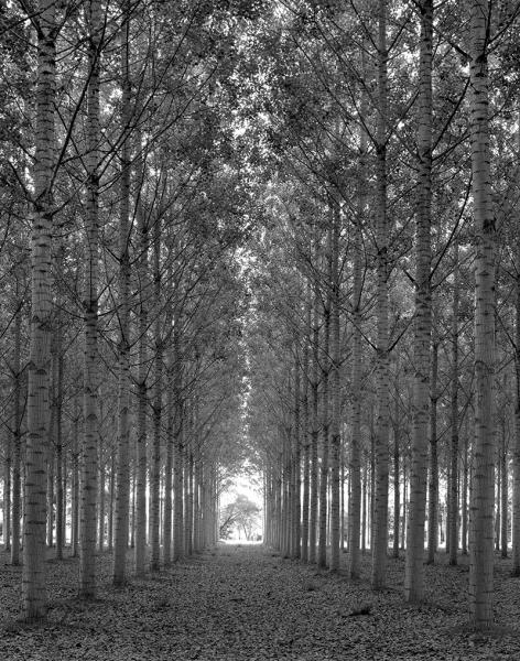 Trees West of Tournon Frace