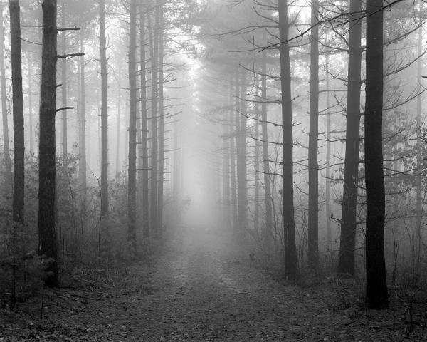 Trees and Path Kettle Moraine picture