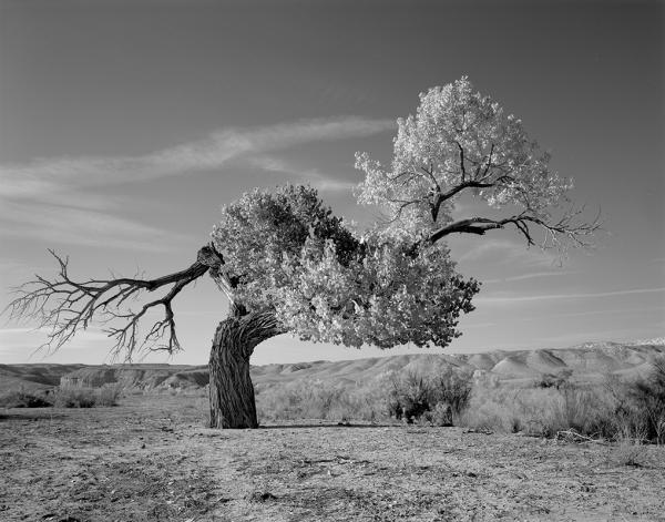 Tree Cottonwood Trail