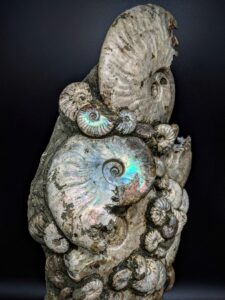 Irridescent Ammonite Sculpture picture