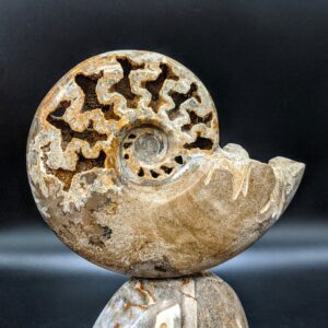 Ammonite Fossil Sculpture picture