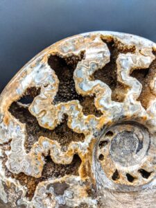 Ammonite Fossil Sculpture picture