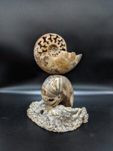 Ammonite Fossil Sculpture