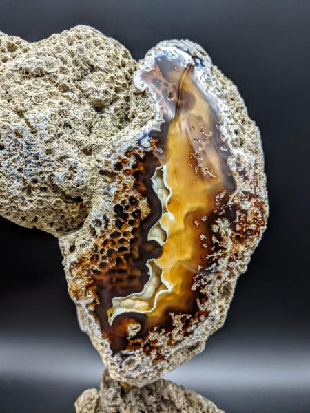 Tampa Bay Agatized Coral Sculpture picture