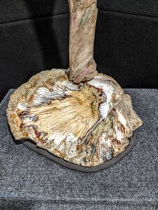 Agatized Coral on Driftwood Sculpture picture