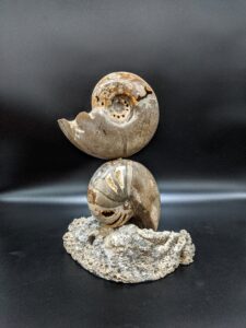 Ammonite Fossil Sculpture picture