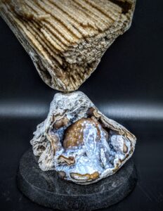 Agatized Coral Sculpture picture