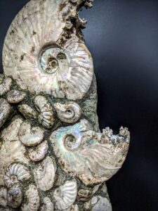 Irridescent Ammonite Sculpture picture