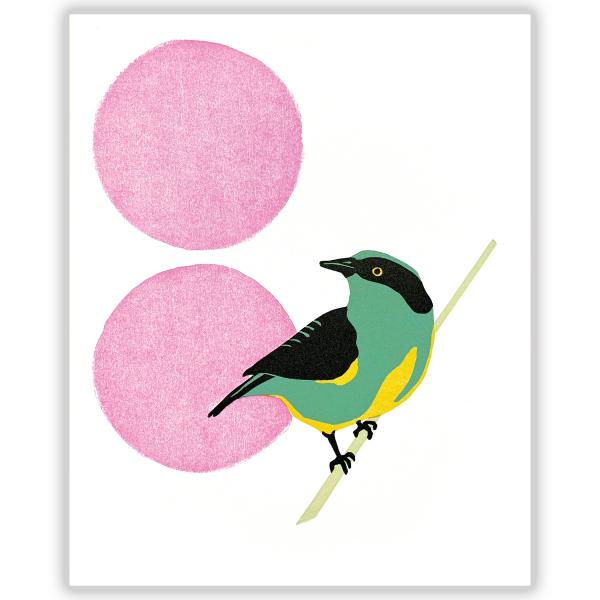 Yellow-Tufted Dacnis