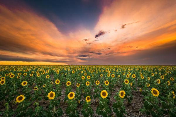 Sunflower Sunset picture