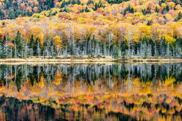 Beaver Pond, New Hampshire picture