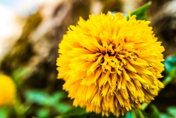 Yellow Flower, Monsanto, Portugal