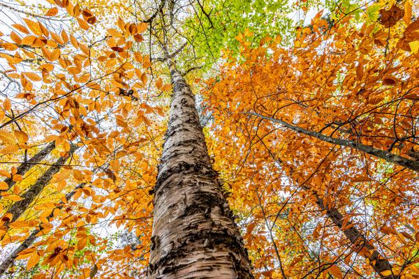 Leaf Peeping in Maine picture