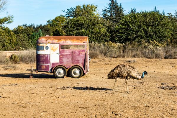 An Emu at Ostrichland, Solvang