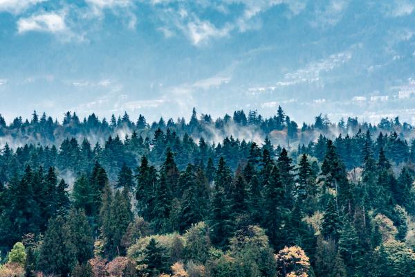 Misty Trees, Vancouver