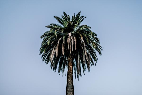 Palm Tree at Twilight, Runyon Canyon, Los Angeles