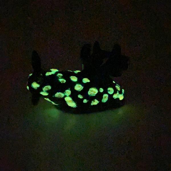 Nudibranch - Nembrotha Yonowae - Glow In The Dark picture