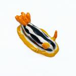 Nudibranch - Chromodoris Magnifica