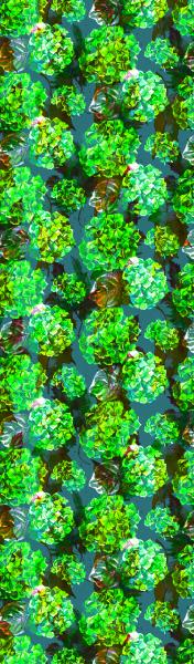 Green Hydrangeas, 100% Silk Chiffon Scarf picture