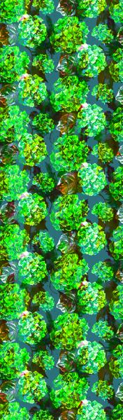 Green Hydrangeas, 100% Silk Chiffon Scarf picture