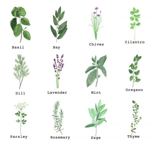 Herbs picture