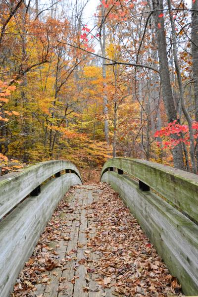 crabtree falls foot bridge picture