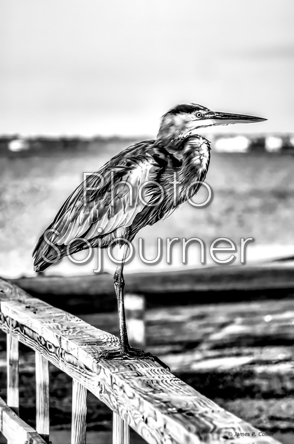 Heron on Railing picture