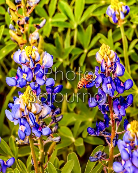 Bee in Your Bonnet picture