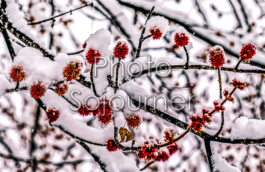 Snow Fall picture