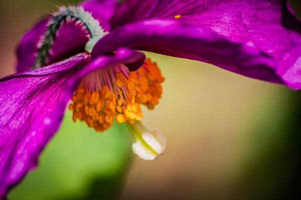 Himalayan Poppy, Carson Rag Photographique Fine Art Print picture