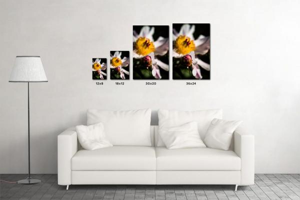 Black and White Tulip, ready-to-hang flat mounted giclée canvas wall art picture