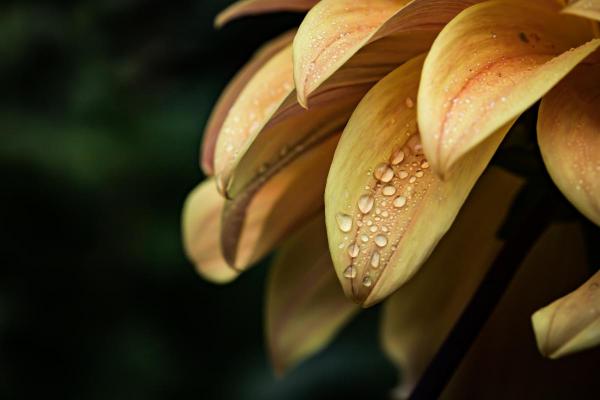 Dahlia with Dew, Carson Rag Photographique Fine Art Print picture