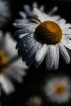 Daisy, Breathing Color Elegance Velvet Fine Art Print