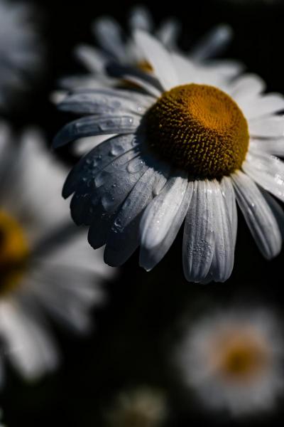 Daisy, Breathing Color Elegance Velvet Fine Art Print picture