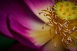 Lotus, Breathing Color Elegance Velvet Fine Art Print