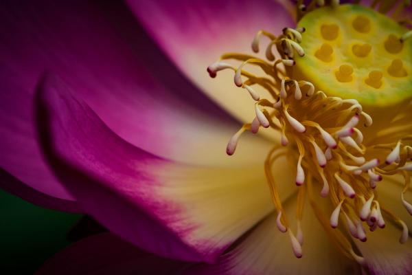 Lotus, Breathing Color Elegance Velvet Fine Art Print picture