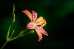 Blackberry Lily, ready-to-hang flat mounted giclée canvas wall art
