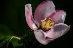 Quince, Carson Rag Photographique Fine Art Print