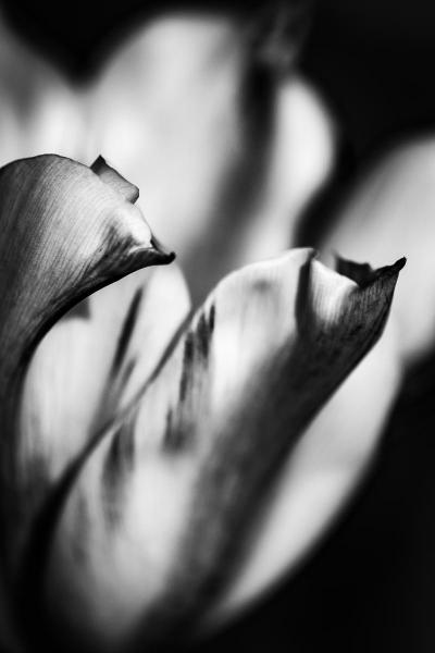Black and White Tulip, ready-to-hang float mount metal print wall art, satin finish